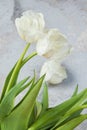 White tulips in old copper vase Royalty Free Stock Photo
