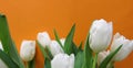 White tulips on an orange background. Royalty Free Stock Photo