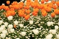 White tulips and orange tulips in the back in a garden at Istanbul Tulips Festival Royalty Free Stock Photo