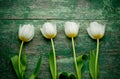 White tulips over shabby green wooden table Royalty Free Stock Photo