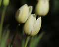 White Tulips in Layered Composition