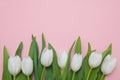 White tulips on a pink background