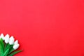 White tulips on red background. Valentine`s day greeting card Royalty Free Stock Photo