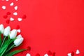 White tulips on red background. Valentine`s day greeting card Royalty Free Stock Photo