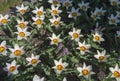 White tulips with red and yellow eye full frame Royalty Free Stock Photo