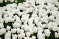 White tulips in rows on  a flowerbulb field in Nieuwe-Tonge in the netherlands during springtime season and fog. Royalty Free Stock Photo