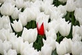 White tulips in rows on with single red a flowerbulb field in Nieuwe-Tonge in the netherlands during springtime season and fog. Royalty Free Stock Photo
