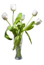 White tulips in rustic vase isolated on white. nature, objects.