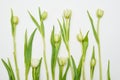 White tulips settled over white flat lay