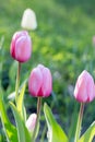 Pink Tulips Pink impression, tulipan Darwina close up in garden. Royalty Free Stock Photo