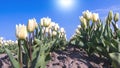 White tulips in the sun Royalty Free Stock Photo