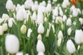 White tulips, tulip time, spring background Royalty Free Stock Photo