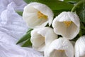 White tulips with water drops - white background Royalty Free Stock Photo