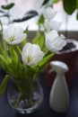 white tulips, water sprayer and indoor plants Royalty Free Stock Photo