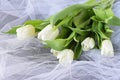 White tulips on a white light cloth. Wedding concept. Love. Royalty Free Stock Photo