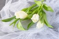 White tulips on a white light cloth. Wedding concept. Love. Royalty Free Stock Photo