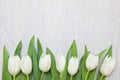 White tulips on white wooden background