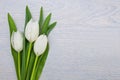 White tulips on white wooden background