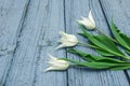 White tulips on wooden background, Easter, the Mother`s Day