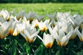 White tulips with yellow details and garden green grass out of focus background in Amsterdam, Netherlands during Spring Royalty Free Stock Photo