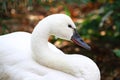 White Tundra Swan Cygnus columbianus whistling swan Royalty Free Stock Photo