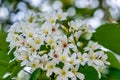 White tung flower blooms on the branches