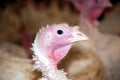 A white turkey Royalty Free Stock Photo