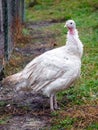 White turkey on the background of green grass. Growing turkeys on the farm Royalty Free Stock Photo