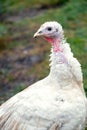 White turkey on the background of green grass. Growing turkeys on the farm