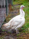 White turkey on the background of green grass. Growing turkeys on the farm Royalty Free Stock Photo