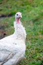 White turkey on the background of green grass. Growing turkeys on the farm Royalty Free Stock Photo