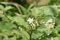 White Turkey berry (Solanum torvum) flowers on tree. Sign of humble ,docile in Teacher day of Thailand