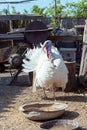 A white turkey bird in the backyard of the farm. A beautiful important bird is a turkey. Turkey farming. Royalty Free Stock Photo