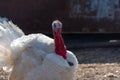 A white turkey bird in backyard of farm. A beautiful important bird is a turkey. Turkey farming for Thanksgiving Royalty Free Stock Photo