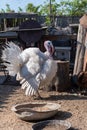 A white turkey bird in the backyard of the farm. A beautiful important bird is a turkey. Turkey farming Royalty Free Stock Photo