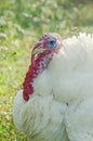 White turkey bird, close up, outdoor, sun rays light, country side Royalty Free Stock Photo