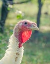 White turkey bird, close up, outdoor, sun rays light, country side Royalty Free Stock Photo