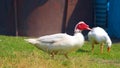 White turkey bird on the grass. Bird is walking. prance walk. lordly bird walking. Farm animal. Farm bird. Graze