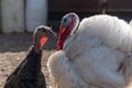 White turkey bird male and female in the backyard of the farm. A beautiful fat turkey bird. Turkey farming. Royalty Free Stock Photo