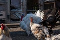 White turkey bird male and female in backyard of farm. A beautiful fat turkey bird. Turkey farming. Royalty Free Stock Photo