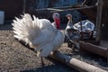 White turkey bird male and female in the backyard of the farm. A beautiful fat turkey bird. Turkey farming. Royalty Free Stock Photo