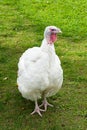 White Turkey on green lawn