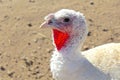 White Turkey Head profile Royalty Free Stock Photo