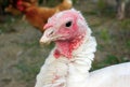 White turkey on farm organic fowl bird chicken hen Royalty Free Stock Photo
