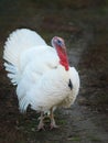White turkey on the home farm Royalty Free Stock Photo
