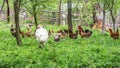 White turkey meleagris-gallopavo bird in the garden