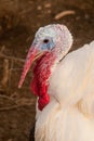 White Turkey Portrait