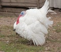 White turkey on a poultry yard Royalty Free Stock Photo