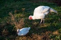 The white Turkey is very large in the countryside