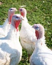 White turkeys Royalty Free Stock Photo